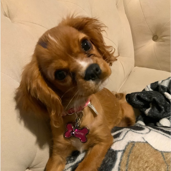 ♥️ Welcome to my Closet ♥️ - Picture 5 of 8